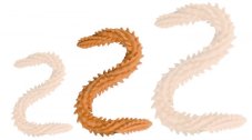 Double dildo Scolop M 50 x 4 cm Orange - gb29739