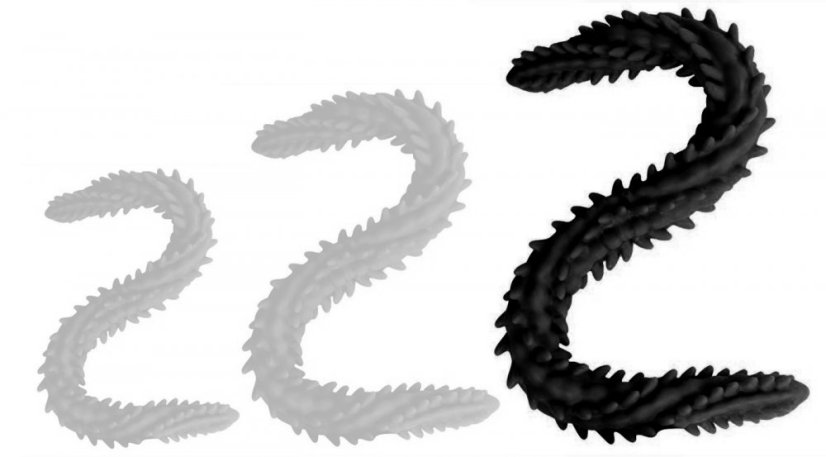 Double Dildo Scolop L 60 x 5 cm Black - gb44575